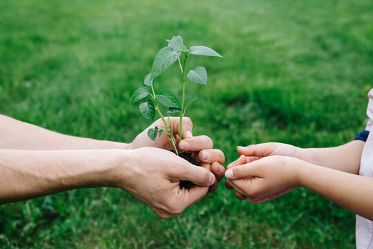 Father's hands are passed green growing plant to the child over nature background. New life, concern for the future, spring and ecology concept