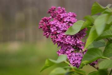 Blossom lilac flowers in spring. Spring blooming lilac. Flowering garden plants.