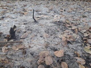Burnt area and dry leaves