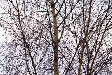 ствол березы birch trunk