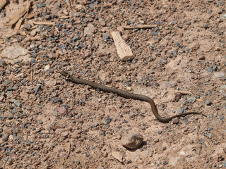 Couleuvre à collier (Natrix natrix) au corps long et mince aux couleurs gris, bandes noire, brun, verdâtre et motif clair sur la nuque