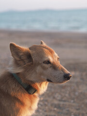 Sea dog chill on the beach everyday