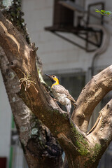 Obraz premium Woodpecker, Colaptes campestris