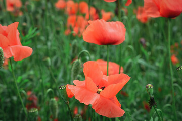 Fototapeta na wymiar Wild poppy flowers