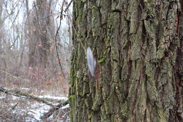 Tree in winter forest
