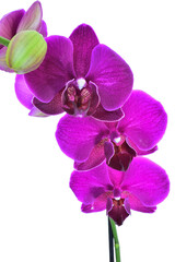Phalaenopsis orchid branch with purple flowers and bud isolated on white background
