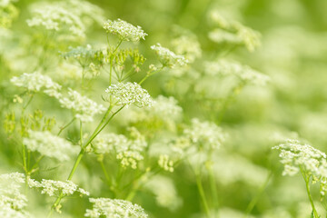 Anise flower field. Food and drinks ingredient. Fresh medicinal plant. Seasonal background. Blooming anise field background on summer sunny day.
