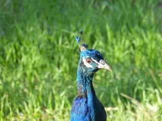 Obraz premium Pfau