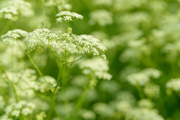 Anise flower field. Food and drinks ingredient. Fresh medicinal plant. Seasonal background. Blooming anise field background on summer sunny day.