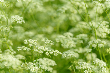 Anise flower field. Food and drinks ingredient. Fresh medicinal plant. Seasonal background. Blooming anise field background on summer sunny day.