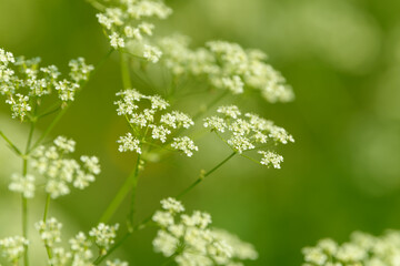 Fototapeta premium Anise flower field. Food and drinks ingredient. Fresh medicinal plant. Seasonal background. Blooming anise field background on summer sunny day.