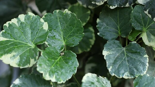 Green leaves as a background (Polyscias), Ecological Concept, Natural green wallpaper, Abstract leaves texture.