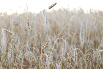 Fototapeta premium golden wheat field in summer