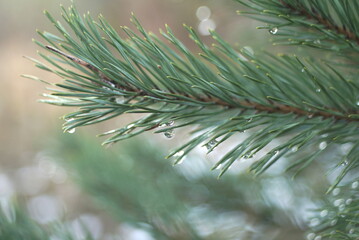 Naklejka na ściany i meble Pine branch with raindrops close up