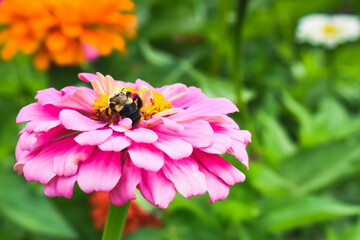 bee on a flower