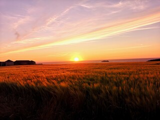 Naklejka na ściany i meble wheat field at sunset