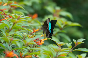 Side view of a Malabar banded Peacock butterfly