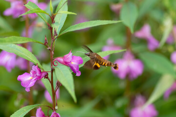 Hummingbird Hawk-moth