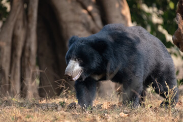 Sloth bear roaming in the forest