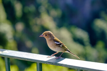 Female sparrow percing in metal bar