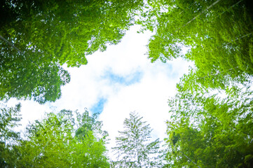 Looking up the sky in forest