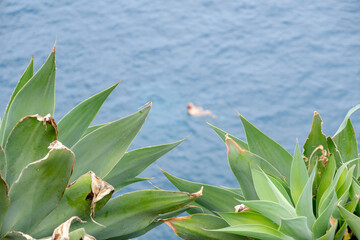 large cactus above the sea with man in the background