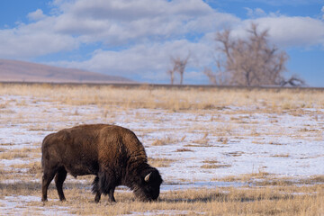 American Bull Bison on the High Plains of Colorado.
