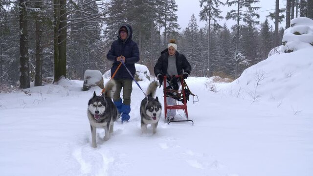 Couple walking with two huskies and a sled in the forest.