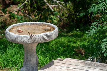 A common whitetail dragonfly uses the rim of a cement birdbath as a nice resting spot in Missouri....