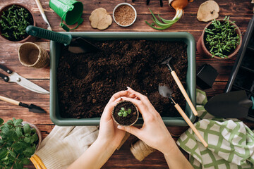 Flat lay planting seedlings at home  garden tools. Gardening. Hands of girls and little sprouts.
