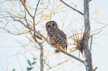 Barred Owl in the Everglades