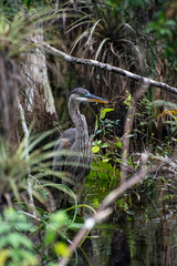Blue Heron in the Everglades