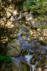 water stream in the woods