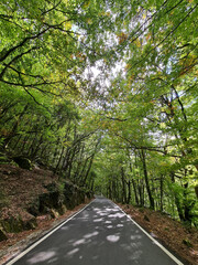 road in the forest