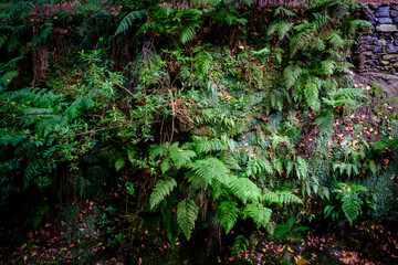 Fern growing in the rock wall