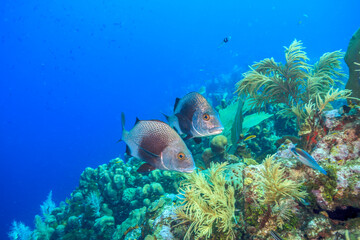 Caribbean coral garden off the coast of the island of Bonaire