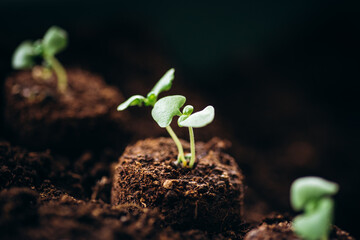 Young green sprout of tomato close-up shots with a sunlight