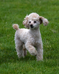 Poodle in pet trim