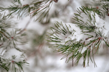 Spruce branches in winter with snow on a background of white snow. Side view. background blurred