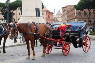 Fototapeta na wymiar horse and carriage in the city