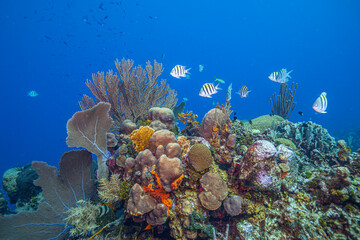 Caribbean coral garden off the coast of the island of Bonaire