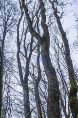 Baumstruktur im Hotzenwald