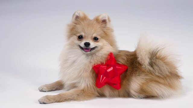 A funny dwarf Pomeranian Spitz with a red gift bow on the side lies in the studio on a gray background. The satisfied pet smiles. New cute family member. Slow motion. Close up.