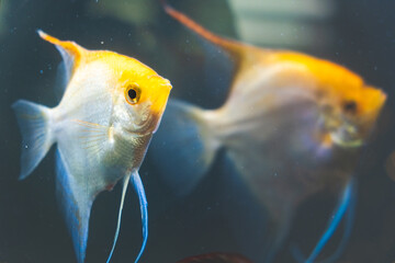 Couple of Gold Pterophyllum Scalare in aqarium fresh water, yellow angelfish