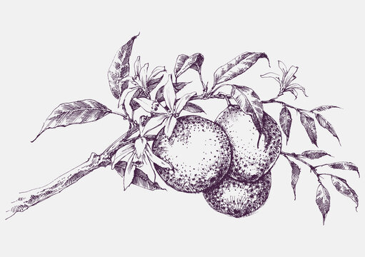 Orange tree branch in bloom, orange fruits and flowers vector hand drawing