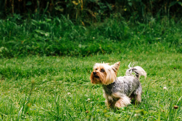 A Yorkshire Terrier dog on the background of a green lawn. Natural summer background, a place for...