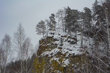 winter forest in the snow on the slope