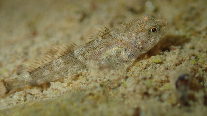 Cottus poecilopus