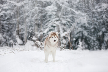 Portrait of Beautiful, happy and free dog breed siberian husky standing on the snow in the fairy winter forest