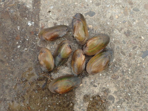 Thick-shelled river mussel
